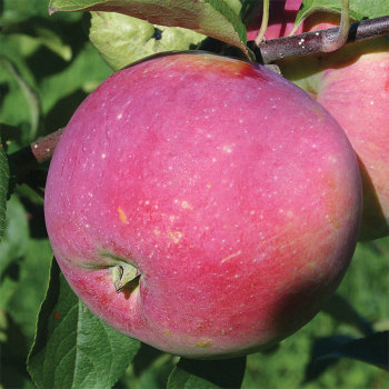 Prairie Magic® Dwarf Apple