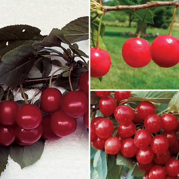 Product Image of Cherry, Special Pie Offer