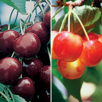 Product Image of Cherry, BlackGold™/ WhiteGold®  Sweet Offer