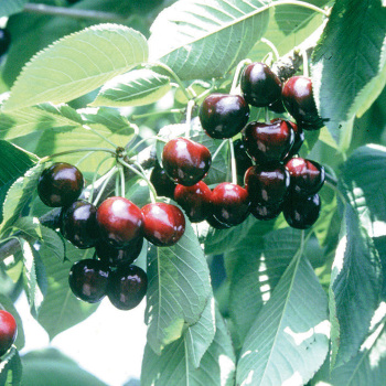 Dwarf Cherries