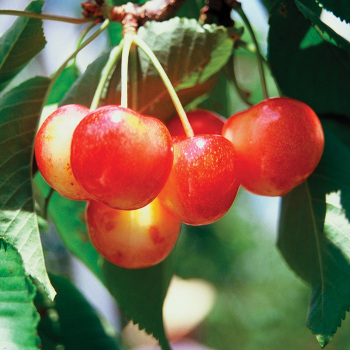 Cherry, Dwarf, WhiteGold® Sweet