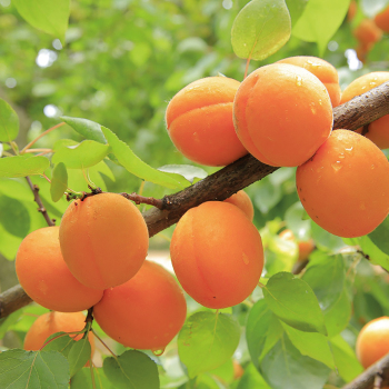 Goldcot Apricot