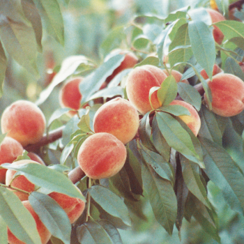 Product Image of Peach, Standard, Madison