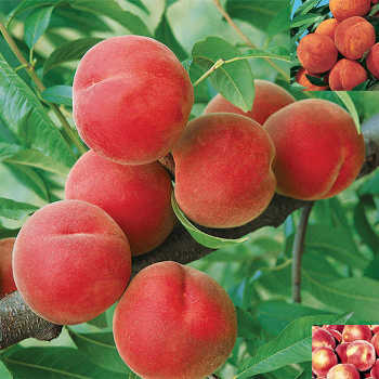 Hardy Peach Tree Offer