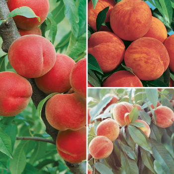 Product Image of Peach, Hardy Tree Offer