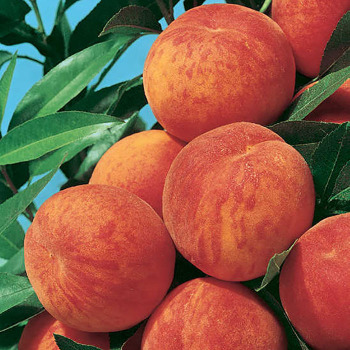 Reliance Standard Peach