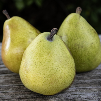 Pear, Dwarf, Anjou
