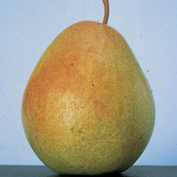 Flemish Beauty Dwarf Pear