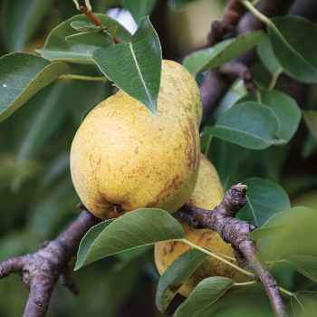 Product Image of Pear, Dwarf, Karl's Favorite