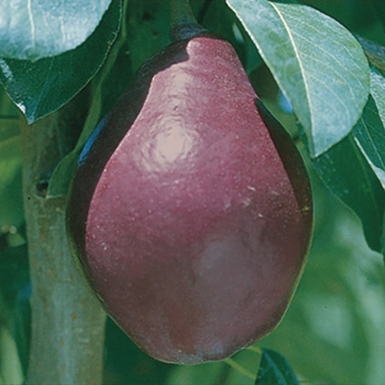 Product Image of Pear, Dwarf, Red Clapp's Favorite