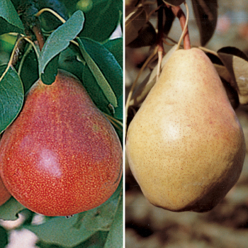 Product Image of Pear, Dwarf For The North #1