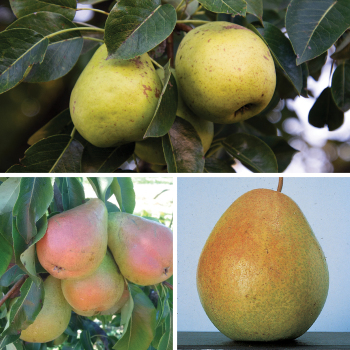 Dwarf Pear Trees for the North Offer #2