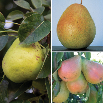 Product Image of Dwarf Pear Trees for the North Offer #2