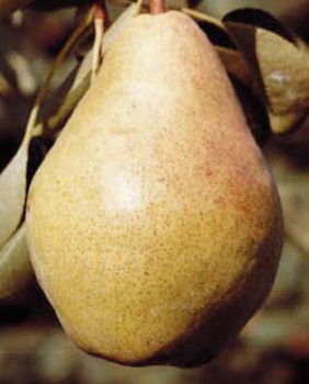 Bartlett Standard Pear
