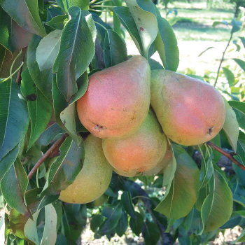 Pears Garden Guide
