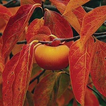 Nikitas Gift™ Hybrid Persimmon