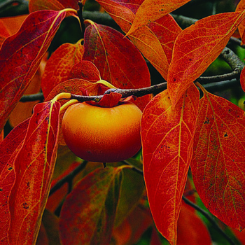 Product Image of Persimmon, Nikita's Gift™ Hybrid