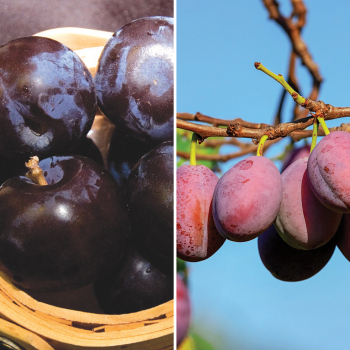 Product Image of Plum, Black Ice And Waneta