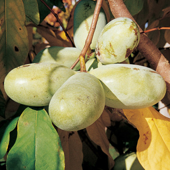 Prolific and Shenandoah Pawpaw Offer
