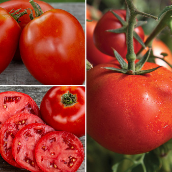 Tomato, Grafted Top Picks