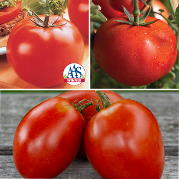 Tomato, Grafted Top Picks