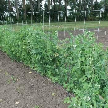 Cucumber And Pea Fence