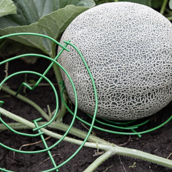 Product Image of Melon Cradle
