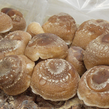 Table Top Farm™ Shiitake Mushroom Kit