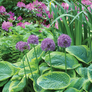 Allium, Aflatunense, Pack of 12