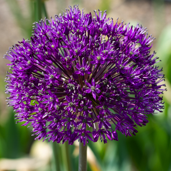 Allium, Purple Sensation, Pack of 12 Allium, Purple Sensation, Pack of 12