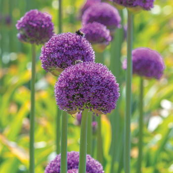 Allium, Ambassador  Allium, Ambassador