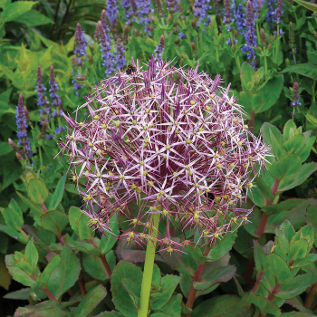 Allium, Star of Persia, Pack of 12 Allium, Star of Persia, Pack of 12