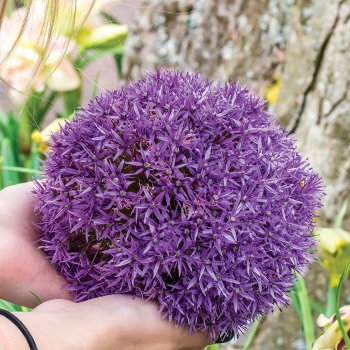 Allium, Gladiator, Pack of 3, Allium: J.W. Jung Seed Company