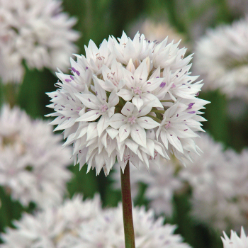 ［新品］SLOTHREAT Allium Allium Hollandicum (Z50II 85mm , 1/500th, f1.8 iso160) : r/Nikon