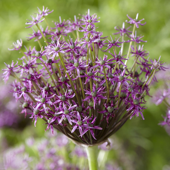 Allium, Miami, Pack of 6