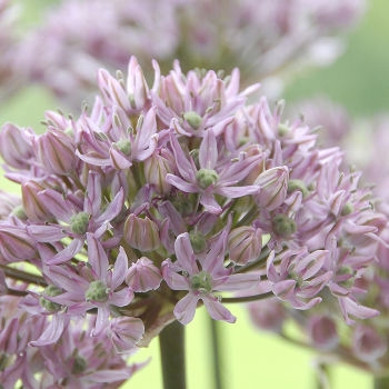 Allium: J.W. Jung Seed Company