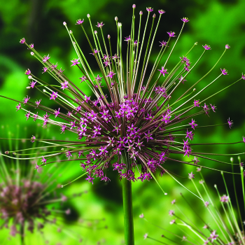 Allium, Schubertii, Pack of 3