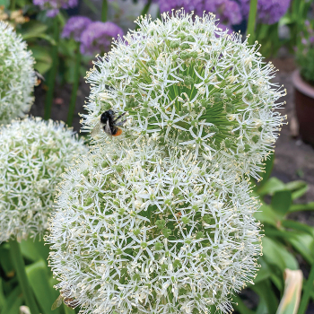 Allium, White Giant Allium, White Giant