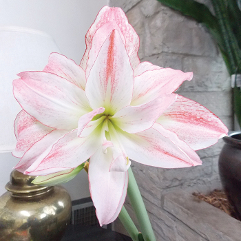 Amaryllis, Aphrodite