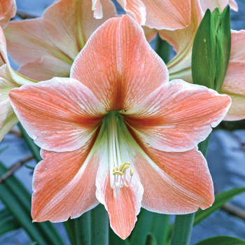 Amaryllis, Apricot Parfait Amaryllis, Apricot Parfait