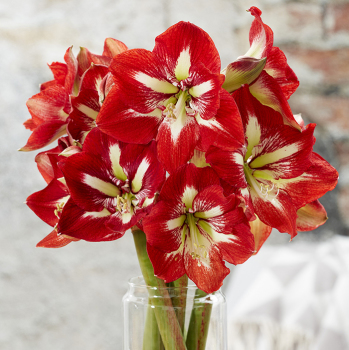 Amaryllis, Barbados Amaryllis, Barbados