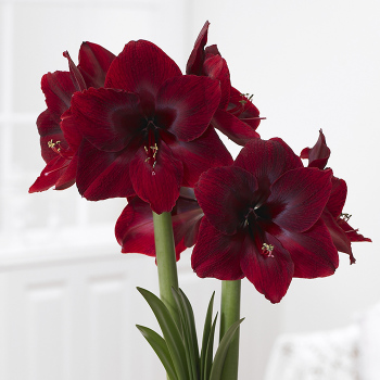 Amaryllis Black Pearl