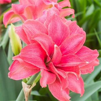 Amaryllis Candy Nymph