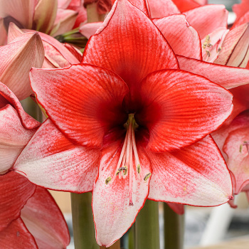 Amaryllis Charisma
