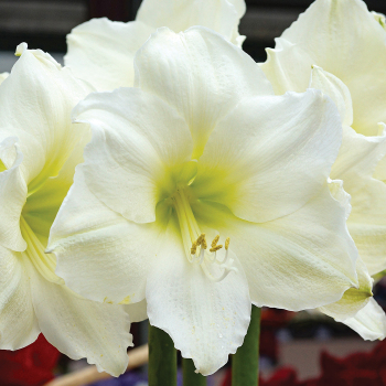 Amaryllis, Christmas Gift Amaryllis, Christmas Gift