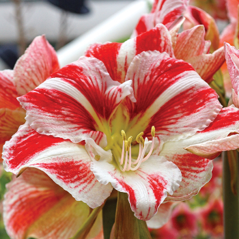 Amaryllis, Clown Amaryllis, Clown