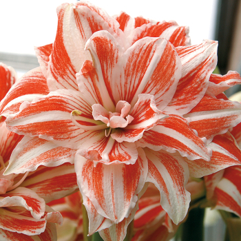 Amaryllis, Dancing Queen Amaryllis, Dancing Queen