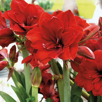 Amaryllis, Double Dragon