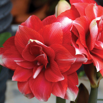 Amaryllis, Double Dream Amaryllis, Double Dream