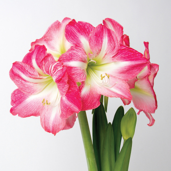 Amaryllis, Exposure Amaryllis, Exposure